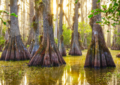 Big Cypress National Preserve