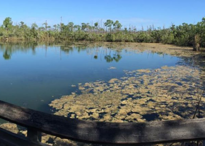 Big Pine Key & Blue Hole