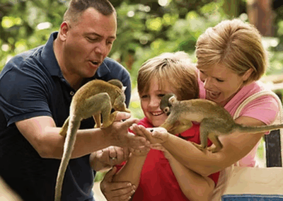 Monkey Jungle